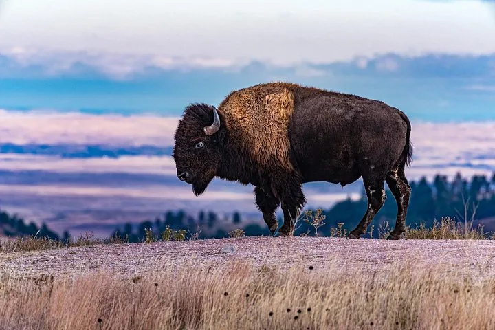 Un gran bisonte de perfil en una cresta frente a un vasto paisaje.